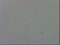 Murrayon hibernicus image