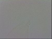 Murrayon hibernicus image