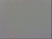 Murrayon hibernicus image