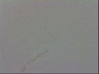 Murrayon hibernicus image