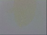 Murrayon hibernicus image