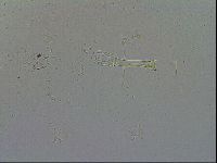Macrobiotus hibiscus image