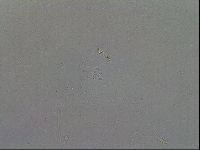 Macrobiotus hibiscus image