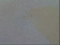 Macrobiotus hibiscus image