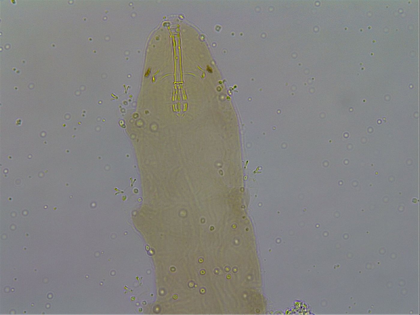 Macrobiotus hibiscus image