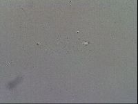 Macrobiotus hibiscus image