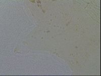 Macrobiotus hibiscus image