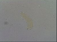 Macrobiotus hibiscus image