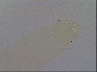 Macrobiotus hibiscus image