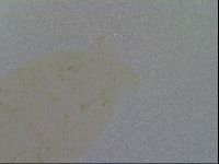 Macrobiotus hibiscus image