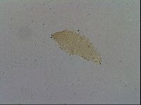 Macrobiotus hibiscus image