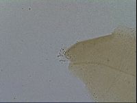 Macrobiotus hibiscus image