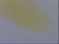 Macrobiotus hibiscus image