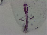 Macrobiotus hibiscus image
