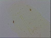 Macrobiotus hibiscus image