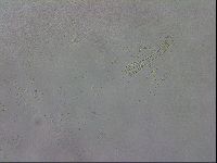 Macrobiotus hibiscus image