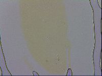 Macrobiotus recens image