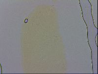 Macrobiotus recens image