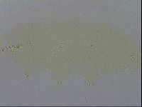 Macrobiotus recens image