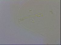 Macrobiotus recens image