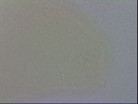 Macrobiotus recens image