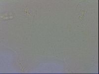 Macrobiotus recens image