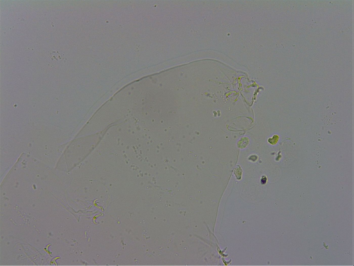 Macrobiotus recens image