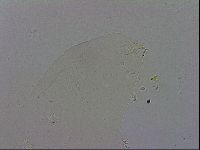 Macrobiotus recens image