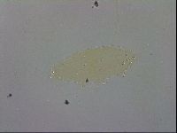 Macrobiotus recens image