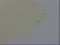 Macrobiotus recens image