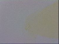 Macrobiotus recens image