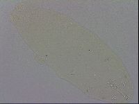 Macrobiotus recens image