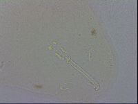 Macrobiotus recens image