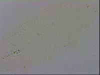 Macrobiotus recens image