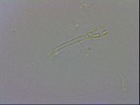 Macrobiotus recens image