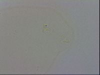Macrobiotus recens image