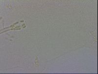 Macrobiotus recens image