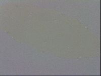 Macrobiotus recens image