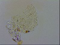 Macrobiotus recens image