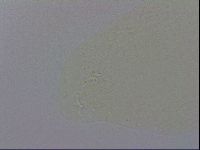 Macrobiotus recens image