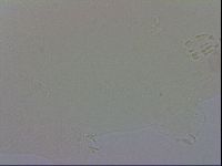 Macrobiotus recens image