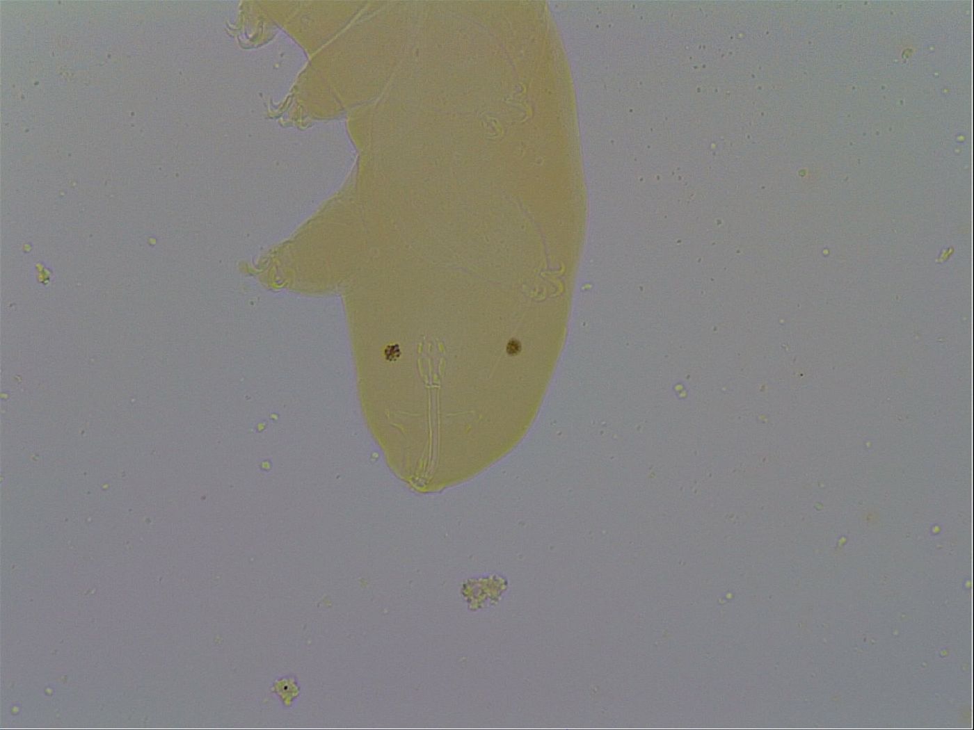Macrobiotus hufelandi hufelandi image