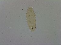 Macrobiotus hufelandi hufelandi image