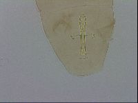 Macrobiotus hufelandi hufelandi image