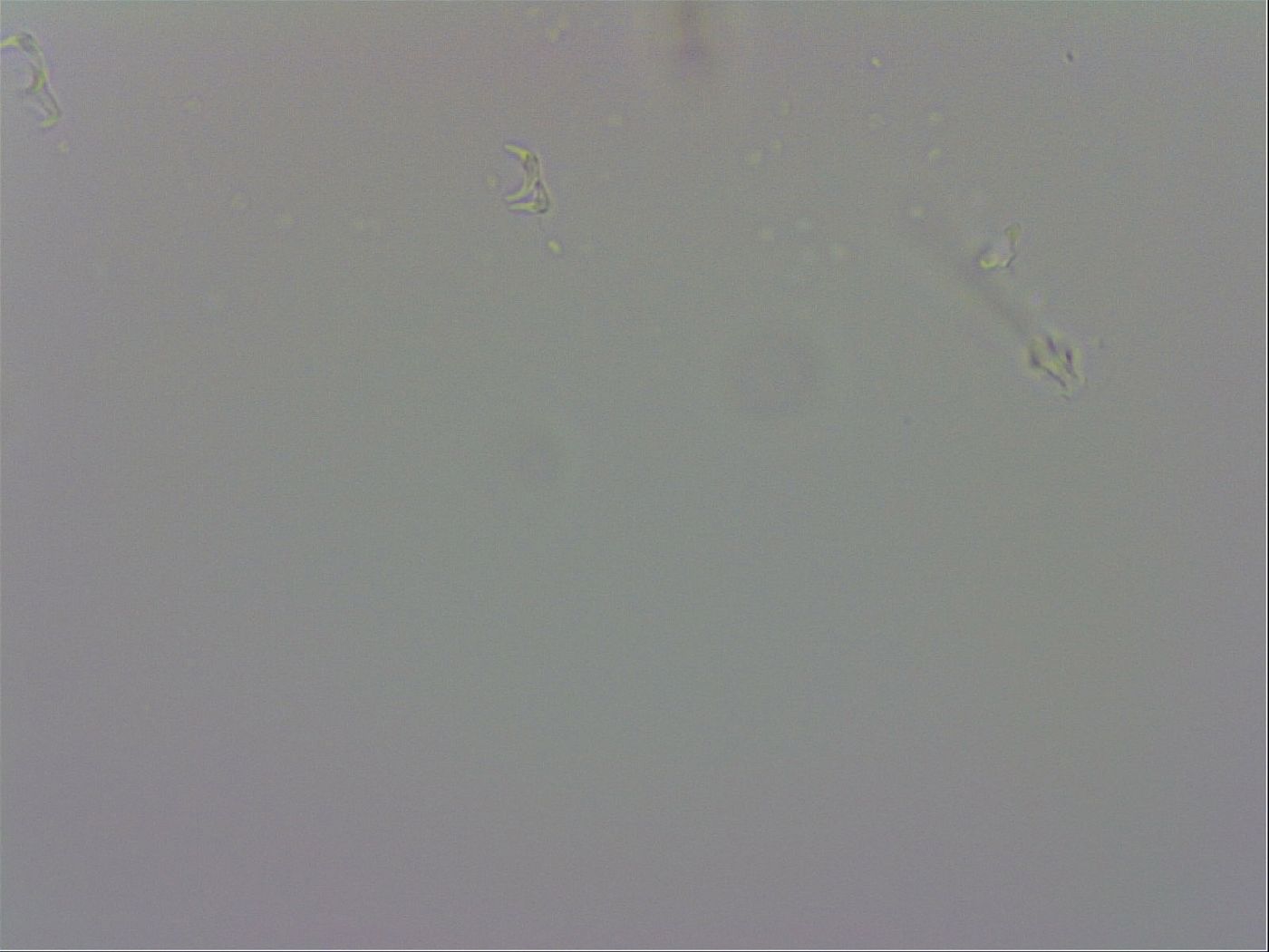 Pilatobius bullatus image