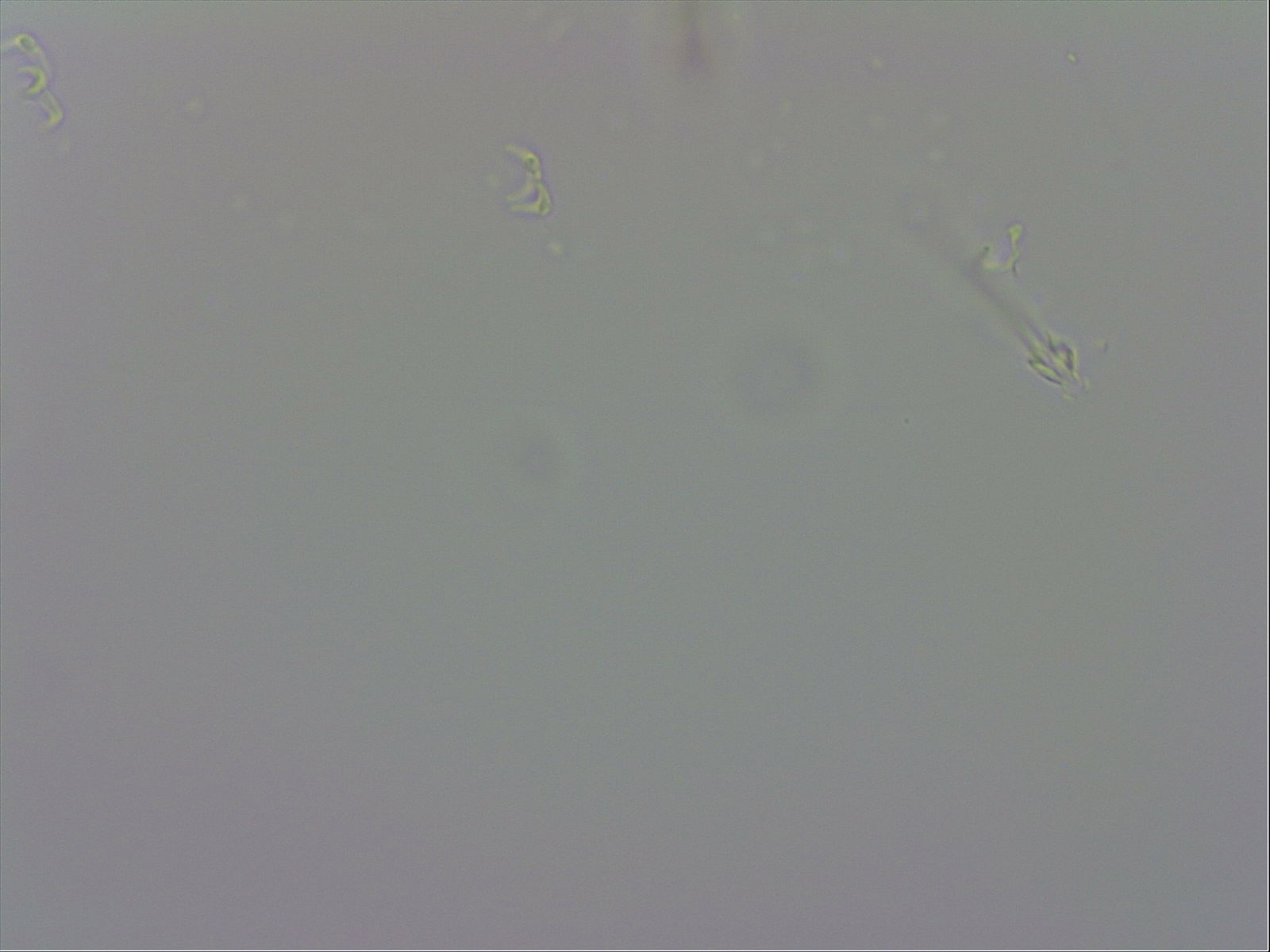 Pilatobius bullatus image