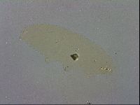 Macrobiotus recens image