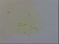 Macrobiotus recens image
