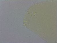 Macrobiotus recens image