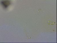 Macrobiotus recens image